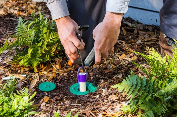 Protect Your Garden From Termites