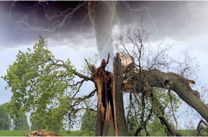 Tropical Storm and Hurricane Tree Damage: What You Need to Know