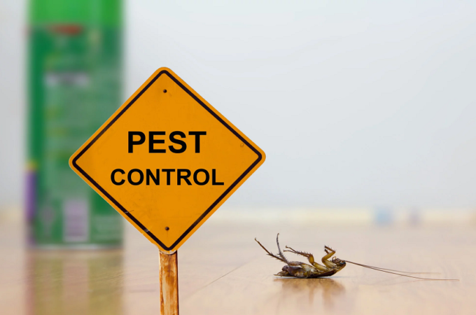 Types of Ants That  Can Cause Harmful Bites If Present in Your Home