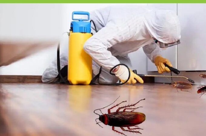 Mosquito Control: Enjoying a Bug-Free Outdoor Experience