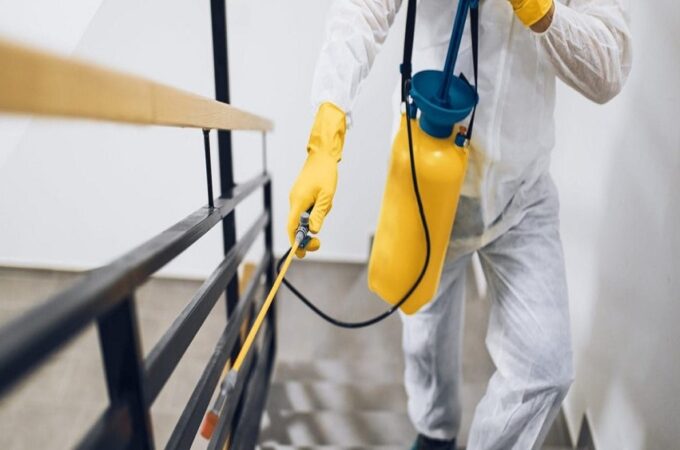 How Can Pest Control Save You Money in the Long Run?