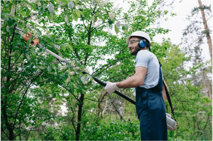 5 Expert Tips for Effective Tree Care