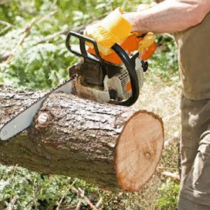 tree maintenance Denver,